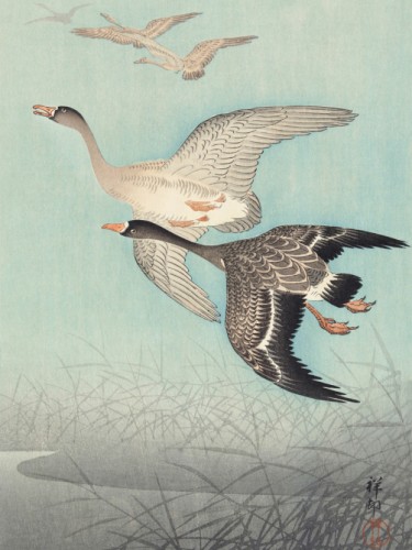 Great geese in flight