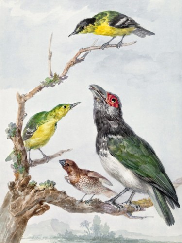 Four Different Birds on a Branch