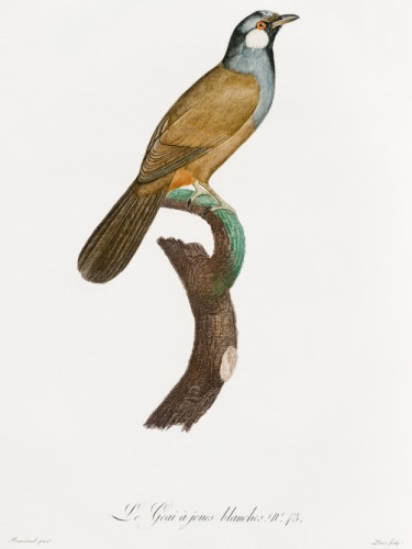 Des Oiseaux de Paradis