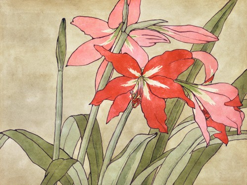 Amaryllis