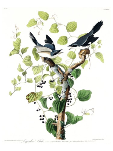 Loggerhead Shrike