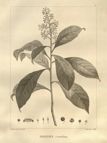 Ardisia