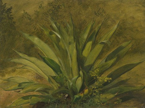 Botanical study