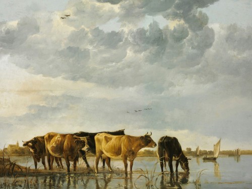 Cows in a River