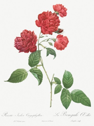Red Cabbage Rose