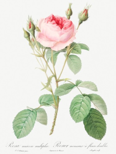 Double Moss Rose