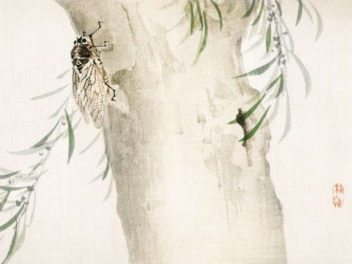 Insect