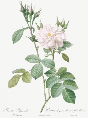 Autumn Damask Rose