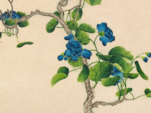 Climbing Blue Flowers