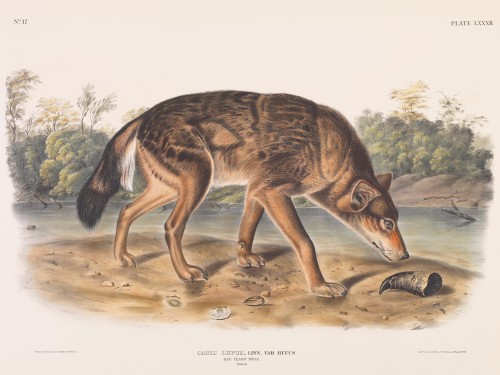 Canis lupus, Linn, Var. rufus. Red Texan Wolf. Male