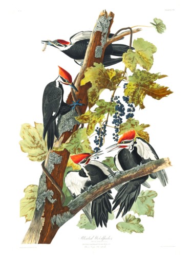 Pileated Woodpecker