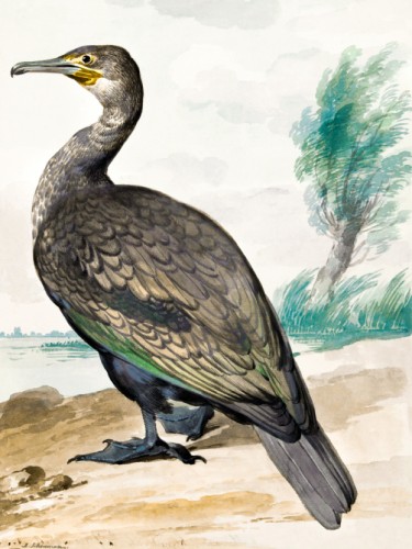 Cormorant