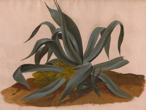 Study of an Agave
