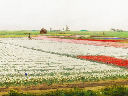 Tulip Fields