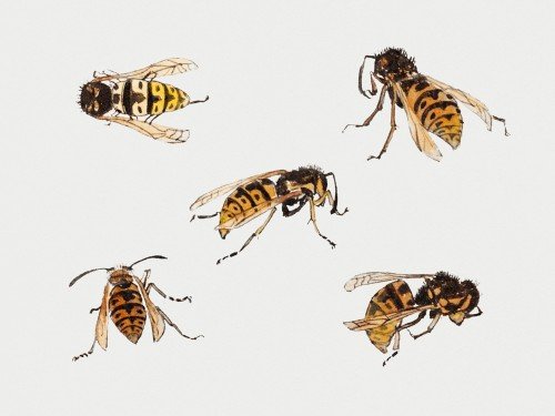 Studies of wasps