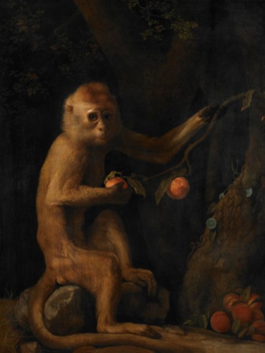 A Monkey