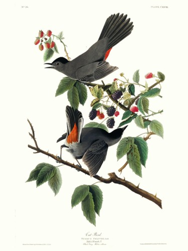 Cat Bird