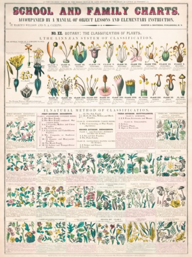 School and family Charts