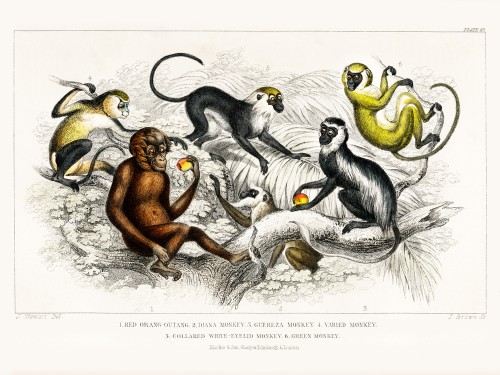 Goldsmith's Animated Nature