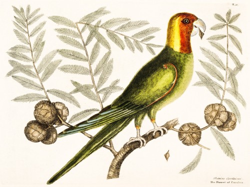 Parrot of Carolina
