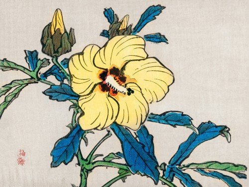 Hibiscus