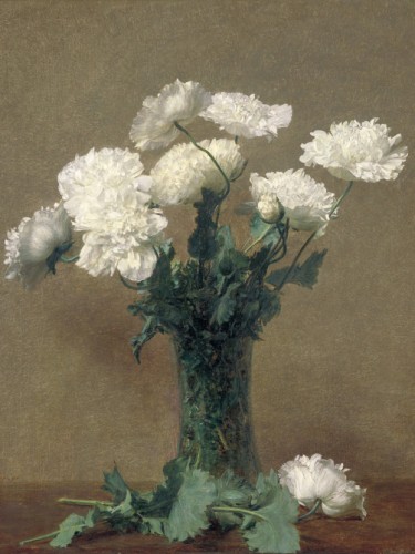Poppies