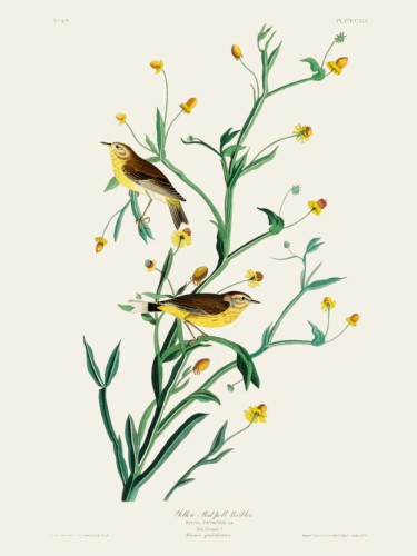Yellow Red-poll Warbler