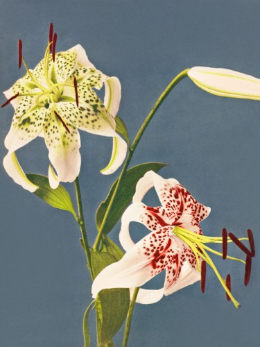 Lilies