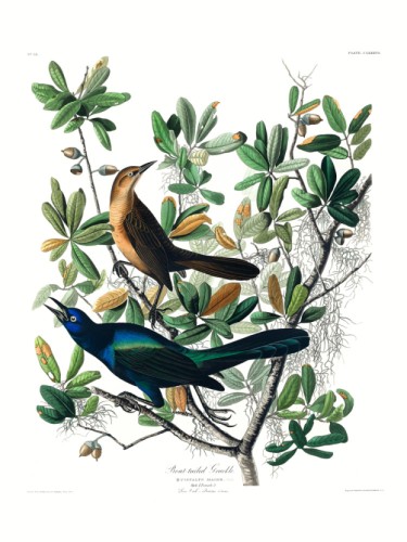 Boat-tailed Grackle