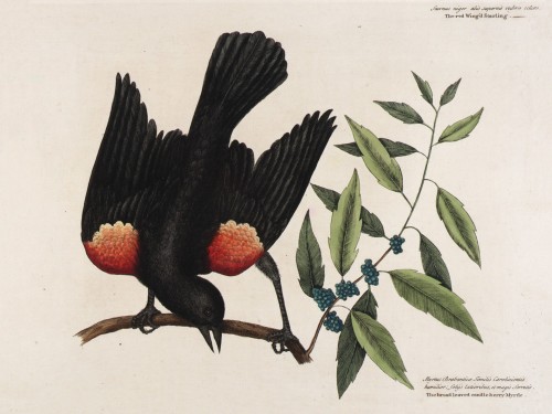 The red Wing'd Starling