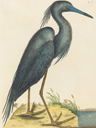 The Blue Heron