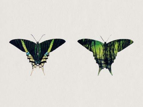 Urania Moth