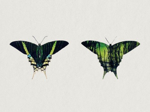 Urania Moth