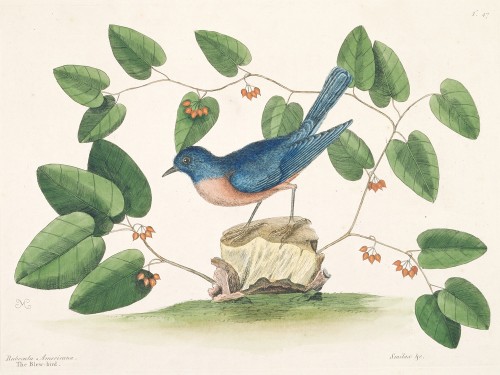 The Blew-Bird
