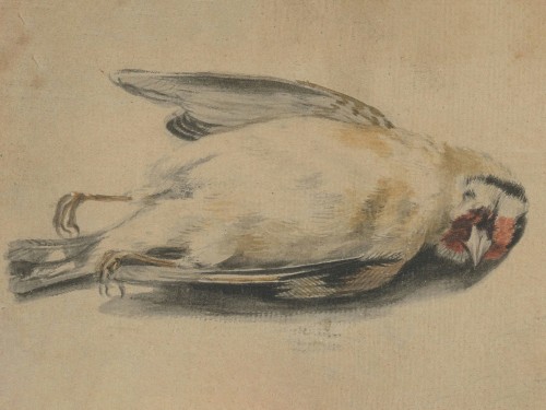 A Dead Bird