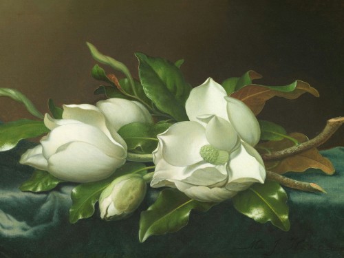Magnolias on Light Blue