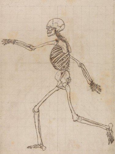 Human Skeleton, Lateral View