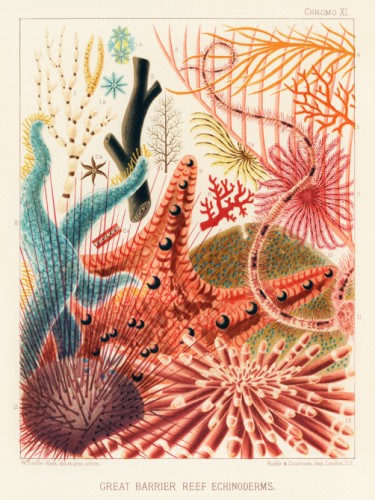 The Great Barrier Reef of Australia