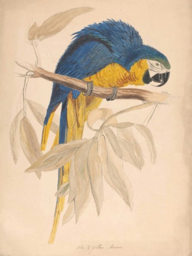 Blue Yellow Maccaw