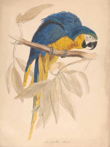 Blue Yellow Maccaw