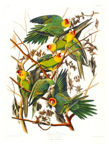 Carolina Parrot