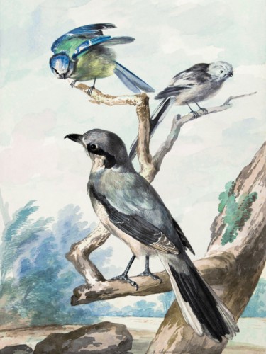 Three birds