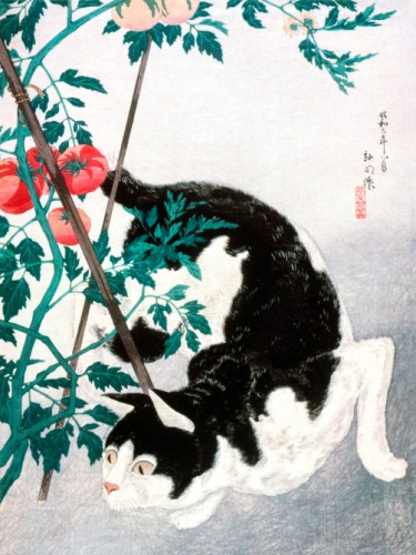 Cat with Tomato Plant