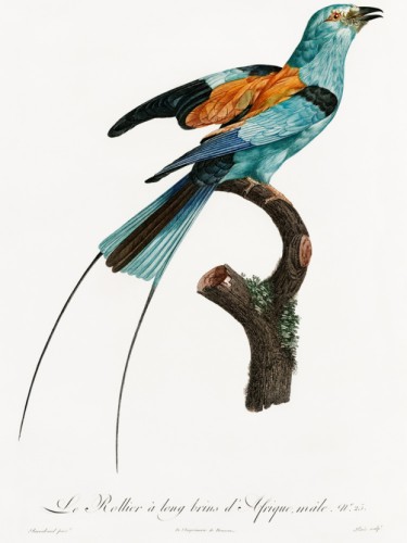 Des Oiseaux de Paradis