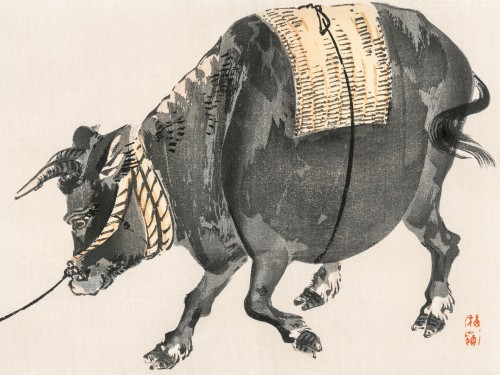 Black bull