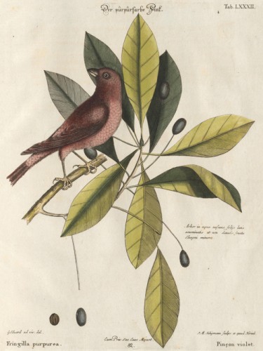 Bird and plants