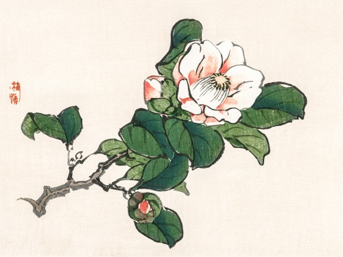 Camelia