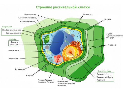 Растительная Клетка