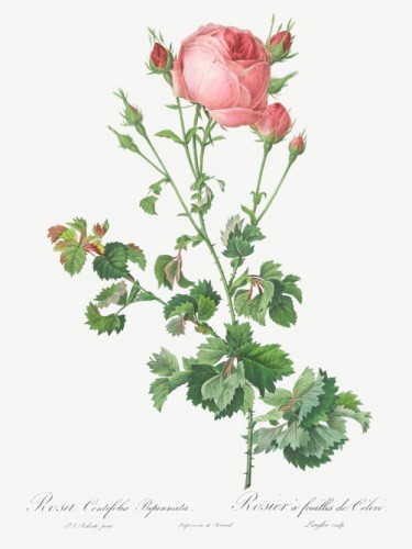 Celery-Leaved Variety