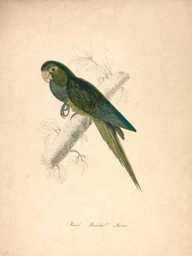 Dwarf Parakeet Macaw